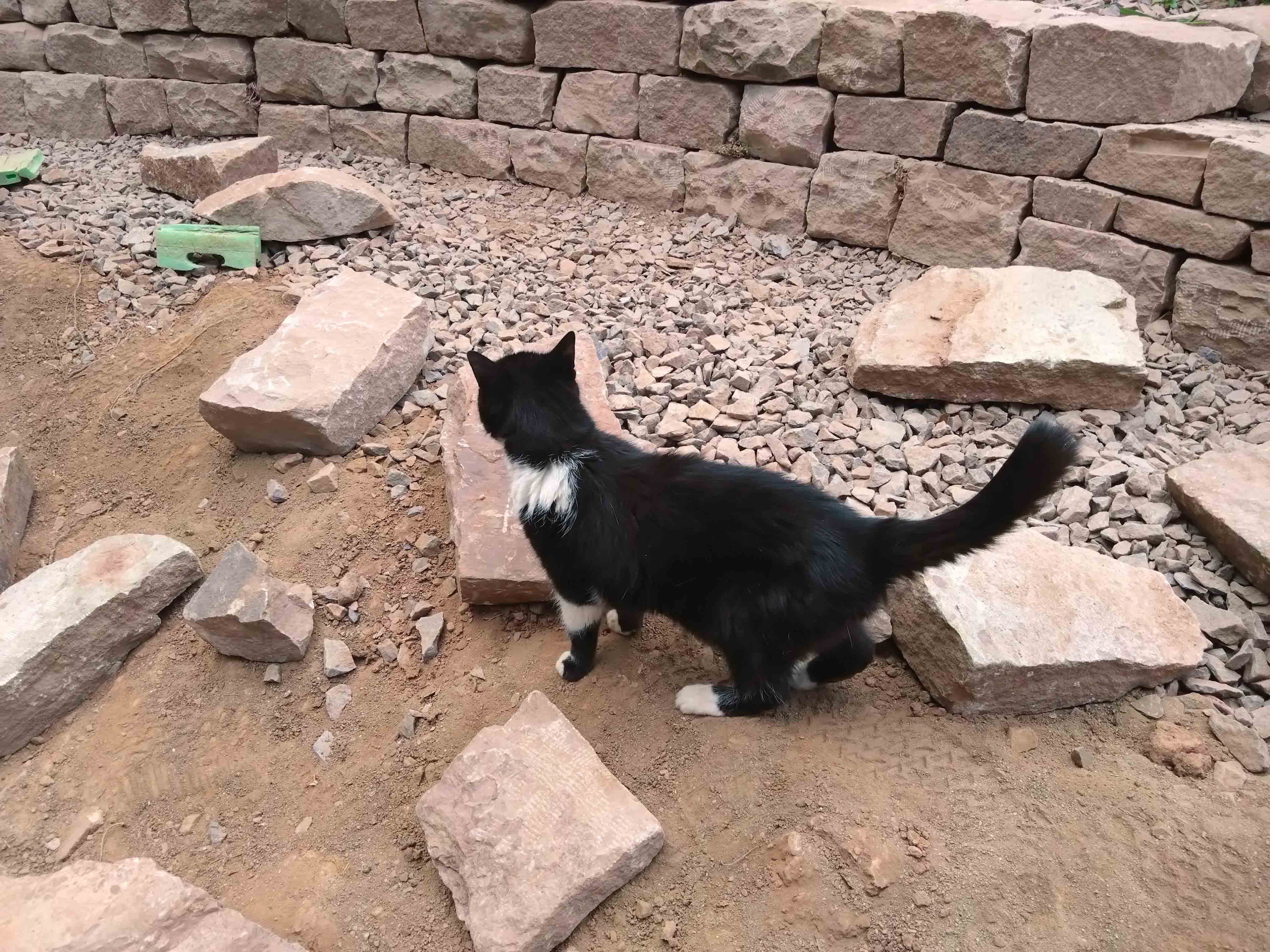 Die Hauskatze ist noch skeptisch.