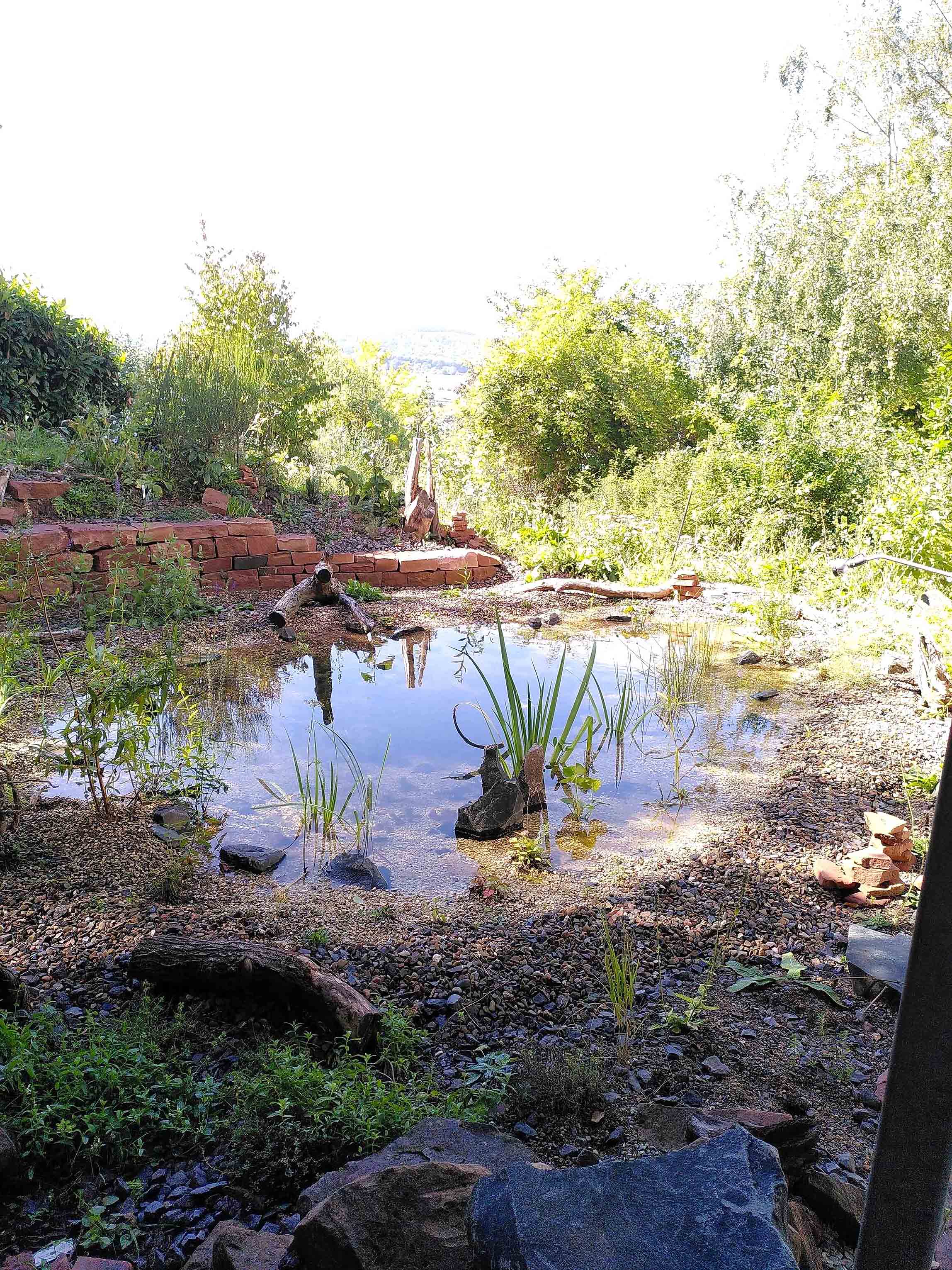 Viele passende Wasserpflanzen und Wildpflanzen für Teichrand und Trockenmauer durften einziehen.